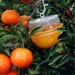 Campaña seguimiento mosca de la fruta 2019
